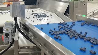 Blueberry Weighing and Sorting