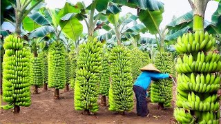 Milyardlarla Banan Bu Yolda Yığılır və Emal Edilir - Müasir Texnologiya Banan Fabriki