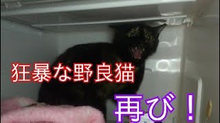 狂暴な野良猫 再び！