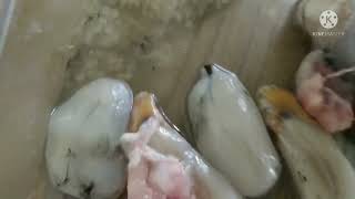 #seafood / squid fish eggs / கனவாய் முட்டை / fishing #