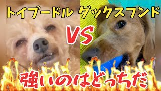 トイプードルVSダックスフンド！熱い戦いはどっちの勝ち！？【保護犬】