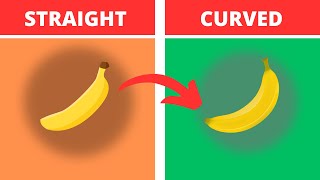 Why Bananas are Curved In 1 Minute!