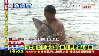 【TVBS】加菜囉！新店溪退潮留魚群　民眾開心捕魚