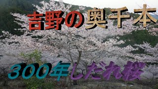 吉野奥千本　３００年しだれ桜