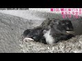 📺ツバメさんを見守る放送③＃74【🐣3羽 孵化後17日目】2020 7 15