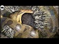 Snake Immediately Regretted Having Eaten the Porcupine