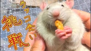 ファンシーラットのラッコ食いに挑戦してみた結果(ゆっくり実況音声あり)