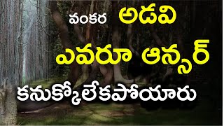 వంకర అడవి ఎవరు ఆన్సర్ కనుక్కోలేకపోయారు || pine trees || ABHI NEWS TELUGU