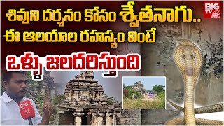 శివుని దర్శనం కోసం శ్వేతనాగు | AmaraLingeswara Swamy Temple | Guntur BIG TV