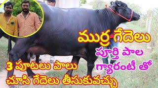 ముర్ర జాతి గ్రెడెడ్ ముర్ర గేదెలు తక్కువ ధరకు MURRA BUFFALOES 9346082188 9490714158