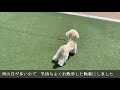 梅雨明けまだかなぁ★トイプードルのうめ吉くん（213日目 ★ umekichi diary of poodle dog