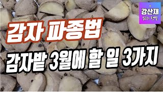 [텃밭] 감자밭 3월에 할일 3가지에 대한 요약 설명입니다