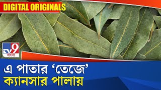 Bay Leaf Benefits: এ পাতার 'তেজে' ক্যানসার পালায়