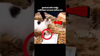 বিড়াল ও জানে এটা আল্লাহর কিতাব। Cat with Quran 🌺 #shorts #viral #youtubeshorts