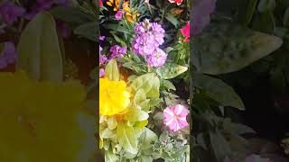 new flowers plant#gardening #seasonal flowers #Wintergarden#itne dino bad mile ho# music