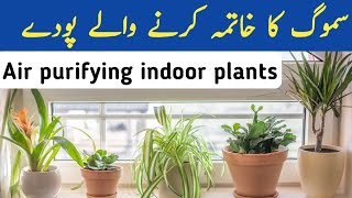 🔴10 Air purifying plants you must have | Oxygen giving plants |Plants that style your home