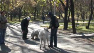 Komondor vs Akita in one single training session 2008