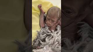 Premature baby gorilla born at Texas zoo