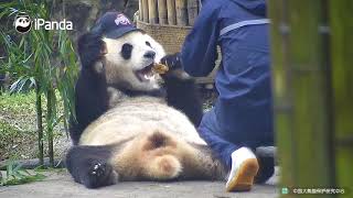 Cute Fat Panda having food Must watch this Video