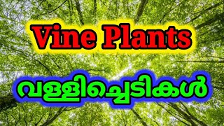 Vine plants | Climbers and Creepers | വള്ളിച്ചെടികൾ | Climbers and Creepers in English \u0026 Malayalam