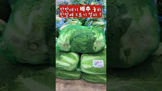 배추 무우 시세 8.29 (수원 농수산물도매시장)