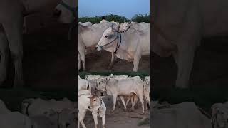 ఒంగోల ఆవుల అభివృద్ధి.. జై గోమాత | #cower #cowboy #cowvideo #cowboys