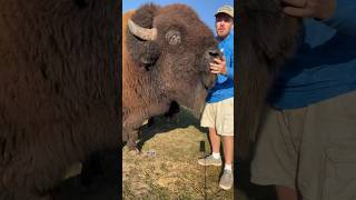 Charged by a bison!!! #animals #dangerousanimals #animalsofyoutube #story