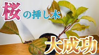 桜の挿し木、大成功したから植え替えます！Cherry cuttings