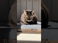 香箱座り比べてみました。i compared how cats sit