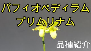 Paph.primulinum　パフィオペディラム　プリムリナム　品種紹介