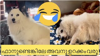 അപ്പു ഫാനില്ലാതെ കിടക്കുലത്രേ 🤣@vichuzappuzvlog1236 #pets #petlover #petscare #dog #dogs #puppies