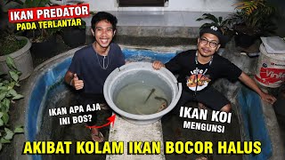 EVAKUASI IKAN PREDATOR! KARENA KOLAM MEREMBES BOCOR HALUS JADI DI SELAMATKAN