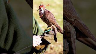 Falcon Takes Flight with Cutting-Edge GPS Technology!