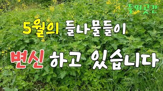 5월의 들나물들이 변신하고 있습니다