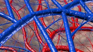 hand anatoly circulation artery vein 3d medical explainer video