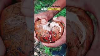 Something Crazy. (Annona Reticulata) Species of Apple 🍎 family