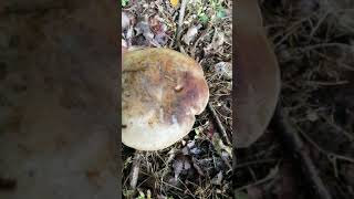 #Giant #Mushroom #kerala #nature #fungus #കേരള #മലയാളി #കൂണ്‍