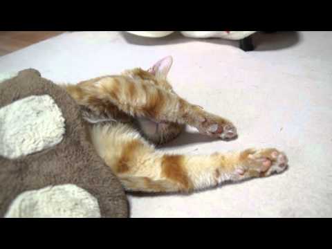 肉球クッショで眠る猫 Cat sleeps 2015#8 肉球クッショで眠る猫 Cat sleeps 2015#8