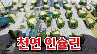 #혈당을 잡아주는 #여주는 척박한 땅에서도 잘자랍니다 #천연 인슐린 #여주 말리기