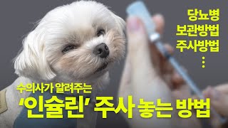 수의사가 알려주는 강아지,고양이 셀프 인슐린 주사 놓는 방법  [📖비엔반려동물상식]