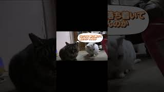 【野良猫】今日は大好物だニャ♪【保護】#のら猫 #野良猫 #地域猫 #さくら猫 #short