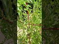 how to grow tomatoes from seed at home shorts