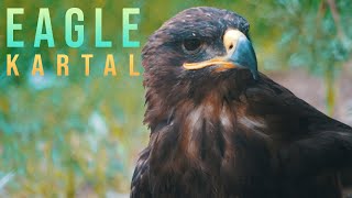 EAGLE | KARTAL | 4K