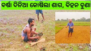 ବର୍ଷା ଦିନିଆ କୋଷିଲ ଶାଗ ଓ ଧାନ ବିହନ ବୁଣା l village farming l Kosila Saga l Dhana Bihana l Gouranga Naya