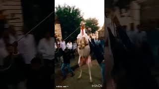 ❤️આ ઘોડા ની સવારી કરવી અઘરી છે 💞#ghoda #viral