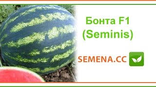 Бонта F1 кавун (Seminis) Культура в полі