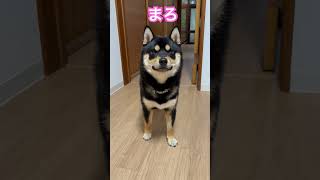 毎日この言葉を待ち侘びてる黒柴のまろ。#黒柴#柴犬#お散歩