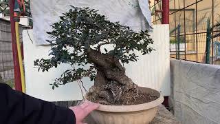 Bonsai Oni - Fillirea pulizia fiori