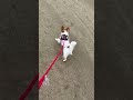 鳩を見ると豹変する犬🐦 shorts