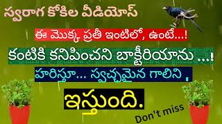 ఈ మొక్క ప్రతీ ఇంటిలో ఉంటే... కంటికి కనిపించని బాక్టీరియాను హరిస్తుంది. స్వచ్ఛమైన గాలిని ఇస్తుంది.